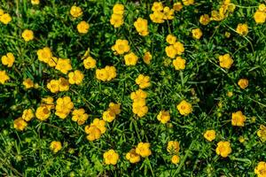 renoncule ou rampant renoncule dans une jardin dans printemps, renoncule repens photo