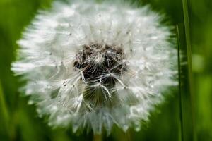 pissenlit fleur avec akènes, pleine conscience et méditation concept, taraxacum photo