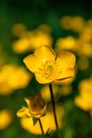 renoncule ou rampant renoncule dans une jardin dans printemps, renoncule repens photo