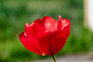 rouge tulipe dans une jardin dans printemps, l'amour et santé se soucier concept, tulipa photo