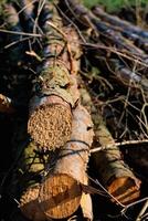 Couper arbre les troncs, mort sapin à produire biomasse, la déforestation scène dans rural paysage photo