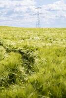 magnifique vert orge champ dans plein été avec beaucoup de ensoleillement et bleu ciel, hordeum photo