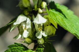 blanc ortie a astringent, antioxydant, Tonique, expectorant et hémostatique propriétés, lamium album photo