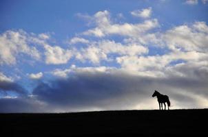 silhouette d'un cheval photo