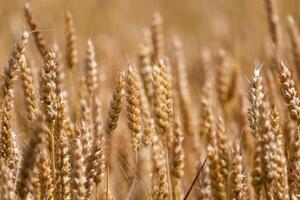 oreilles de blé dans une céréale champ dans été, tige et grain photo