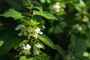 blanc ortie a astringent, antioxydant, Tonique, expectorant et hémostatique propriétés, lamium album photo