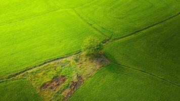 le beaucoup vert riz des champs séparé par paysan chemins, dans été et une ensoleillé journée photo