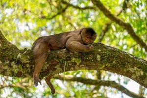 singe capucin dans un arbre photo