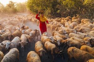 une local femme et une grand mouton troupeau de retour à le Grange dans le coucher de soleil, après une journée de alimentation dans le montagnes dans neuf thuan province, vietnam. photo