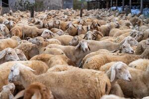 troupeau de mouton sur désert dans neuf thuan province, vietnam photo