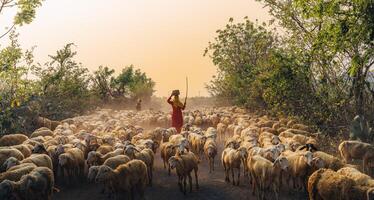 une local femme et une grand mouton troupeau de retour à le Grange dans le coucher de soleil, après une journée de alimentation dans le montagnes dans neuf thuan province, vietnam. photo