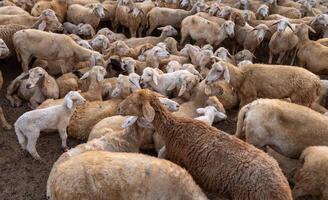 troupeau de mouton sur désert dans neuf thuan province, vietnam photo