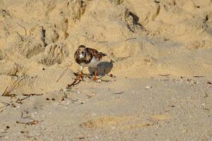 rouge turnstone recherches pour nourriture une aube photo