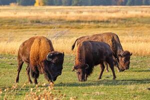 Trois bison pâturer sur une tomber soir dans grandiose TETONS nationale parc photo