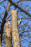 à ventre rouge Pivert perché sur côté de arbre photo