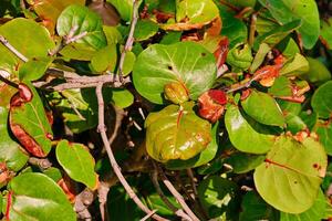 raisin de mer plante dans le Matin lumière du soleil photo