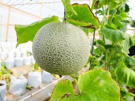 Frais melons ou vert melons ou cantaloup melons les plantes croissance dans serre prise en charge par chaîne melon filets. photo