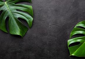 feuilles tropicales monstera photo