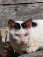 blanc chat avec noir taches, paresseux et somnolent photo