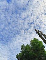 ciel avec des nuages, des arbres comme premier plan photo