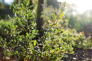 les plantes illuminé par le des rayons de le Matin Soleil. photo