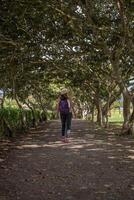 femme des promenades le long de une chemin plein de des arbres. photo