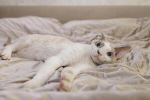 le chat a été soudainement effrayé après veille en haut. une effrayé chat avec gros yeux et épinglé oreilles. photo