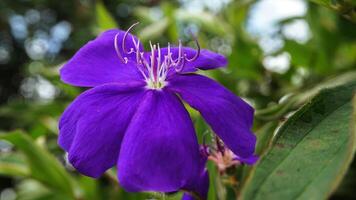 rhodomyrtus tomenteuse arbre, magnifique fleur dans le jardin photo