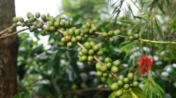 café haricot plante dans la nature. cette arabica café a beaucoup authentique les saveurs et arômes photo