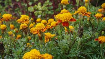 magnifique souci fleurs avec la nature Contexte photo