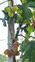 grain de raisin arbre avec ses fruit photo