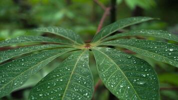 manioc feuilles sont vert après pluie, humide avec l'eau gouttelettes photo