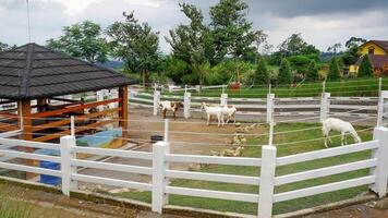 une groupe de chèvres sont en mangeant herbe sur le ferme photo