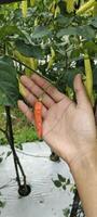 une homme en portant rouge piments dans une riz champ, piments avec le scientifique Nom latin annuum sont un de le principale Ingrédients dans tous les jours cuisson. photo