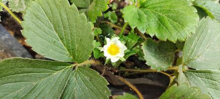 fraise plante fleurs épanouissement dans une poly-sac. Haut vue photo