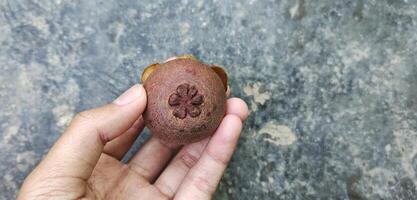 homme en portant local mangoustan fruit de Indonésie, regards petit mais très doux. le peau de le fruit regards noirâtre marron. photo