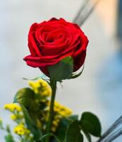 une magnifique et solitaire rouge Rose photo