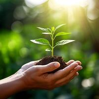 plante dans main, croissance usine, croissance photo