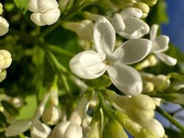 proche en haut photo de une blanc fleur avec vert feuillage