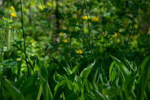 forêt clairière avec fleurs de lys de le vallée et chélidoine vert Contexte bokeh. printemps plantes sauvages. photo