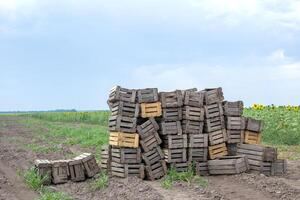 en bois caisses dans champ avec tournesol Contexte en dessous de bleu ciel photo