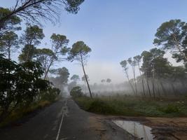 brouillard dans la forêt, bellus, espagne photo