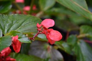 brillant floraison rouge bégonia fleurs épanouissement dans le été photo