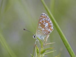 papillon dans certains buissons, près d'almansa, espagne photo