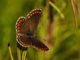 papillon dans certains buissons, près d'almansa, espagne photo