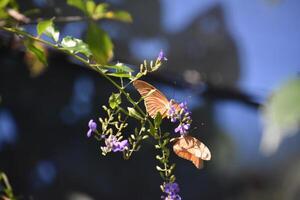 deux Orange papillons polliniser fleurs dans aruba photo