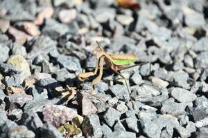 grand attaquer mante punaise sur gris des pierres photo