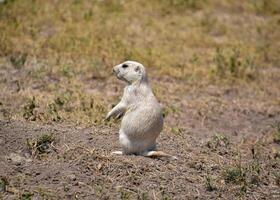 adorable prairie chien permanent sur de derrière jambes photo