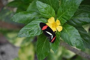 brillant coloré Bande sur une noir et blanc ailé papillon photo