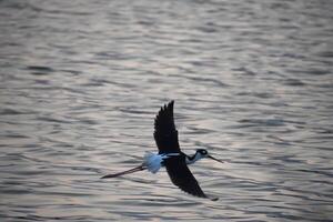 ailes propager sur une noir cou pilotis oiseau photo